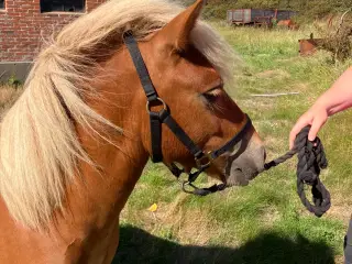 Skøn 1 års vallak