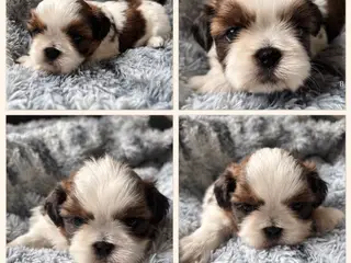Ægte Shih Tzu hvalpe sælges 