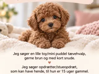 Søger toy/mini fra tålmodigt opdrætter