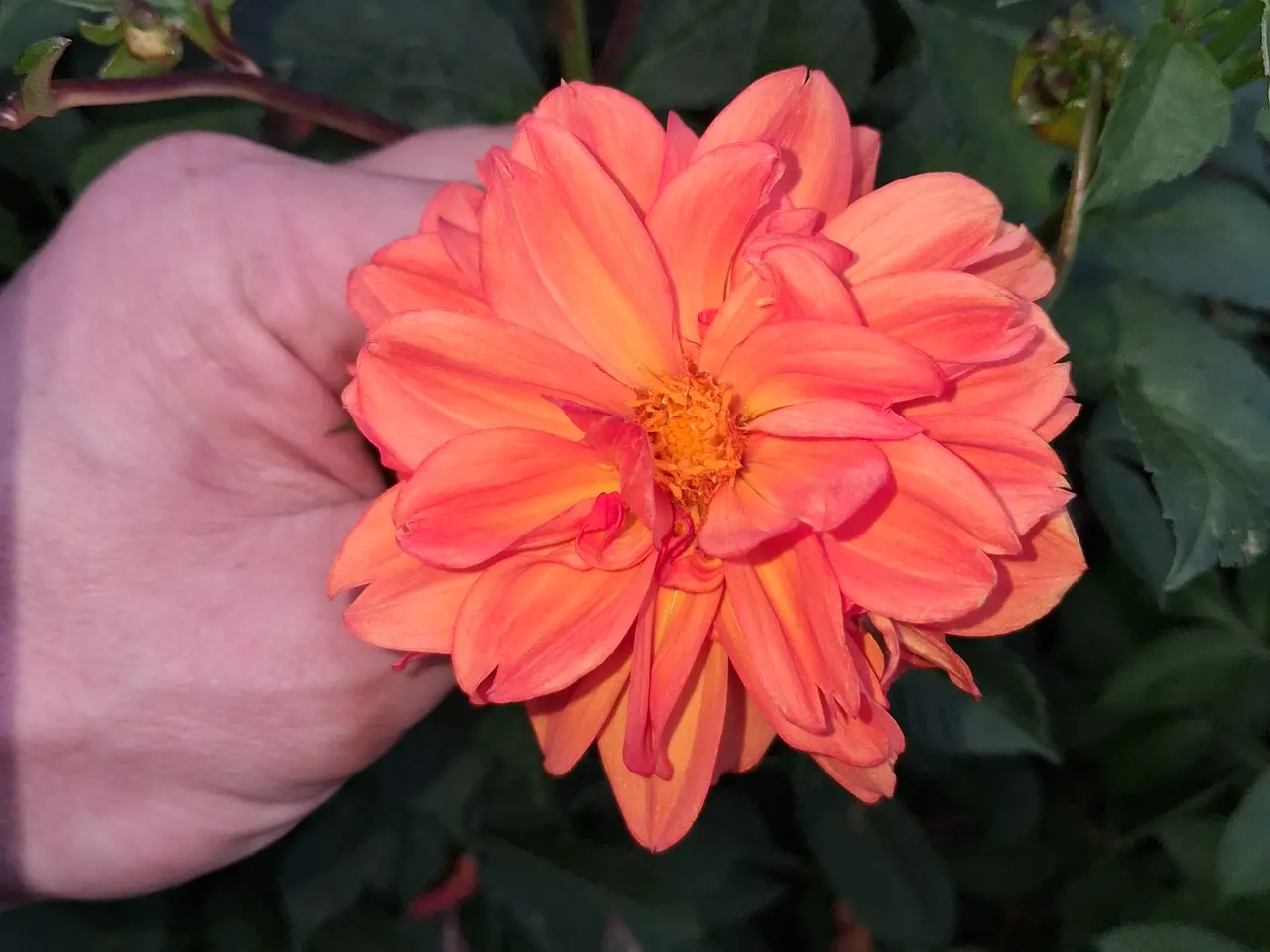 Billede 2 - Geogin knolde "Orange"