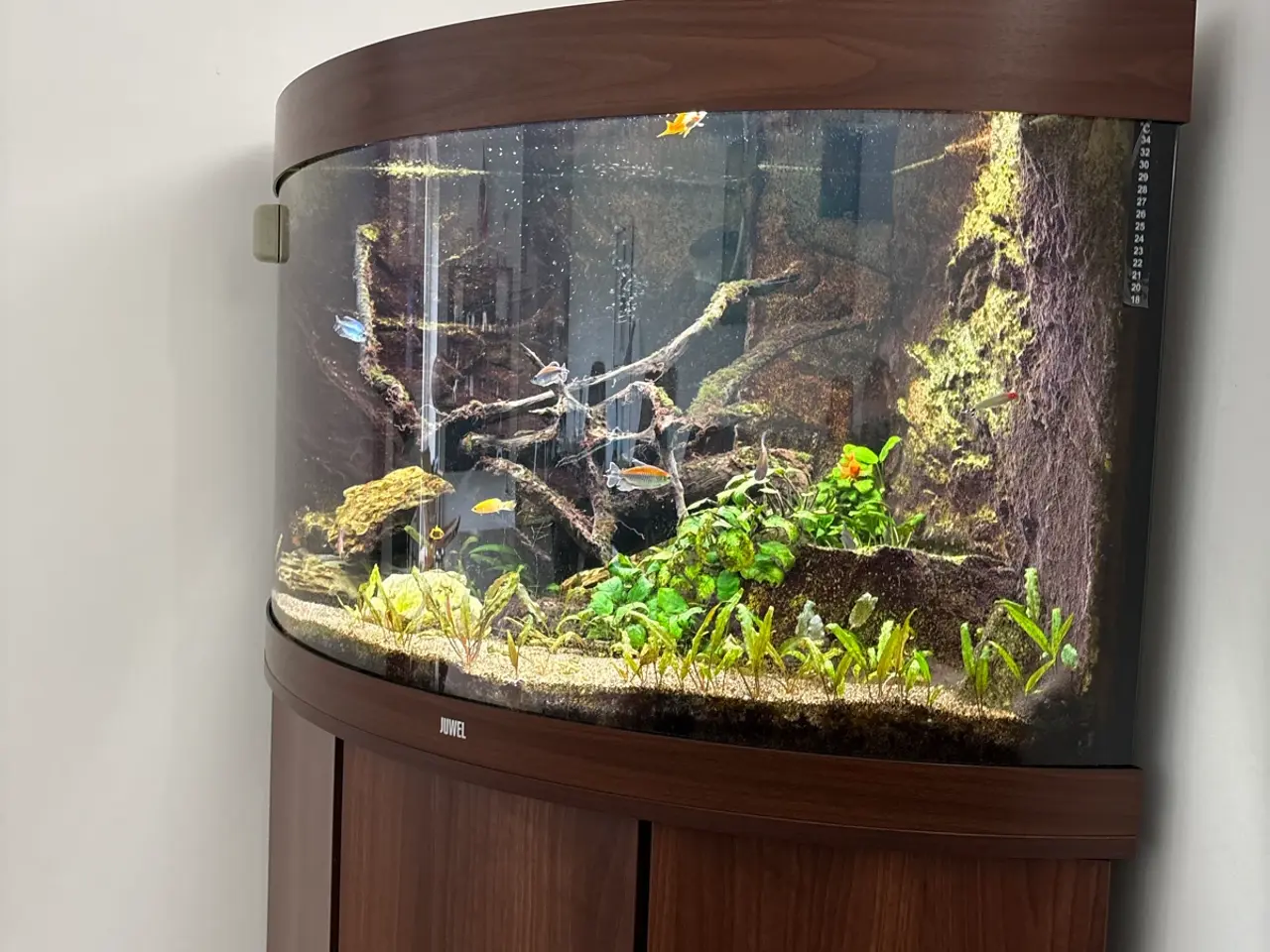 Billede 7 - Juwel hjørneakvarium 190 liter