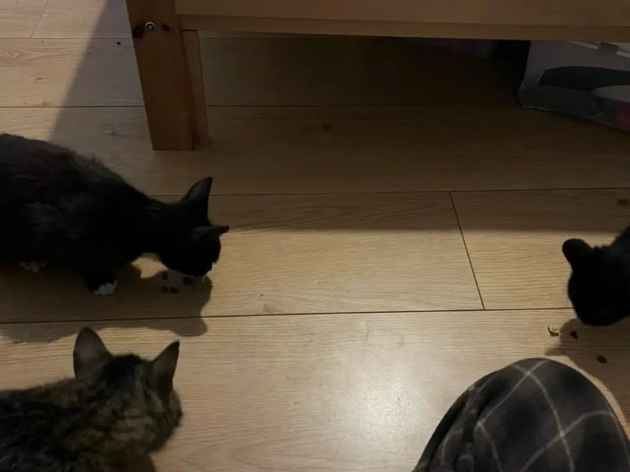 Billede 8 - Sort og hvid kat
