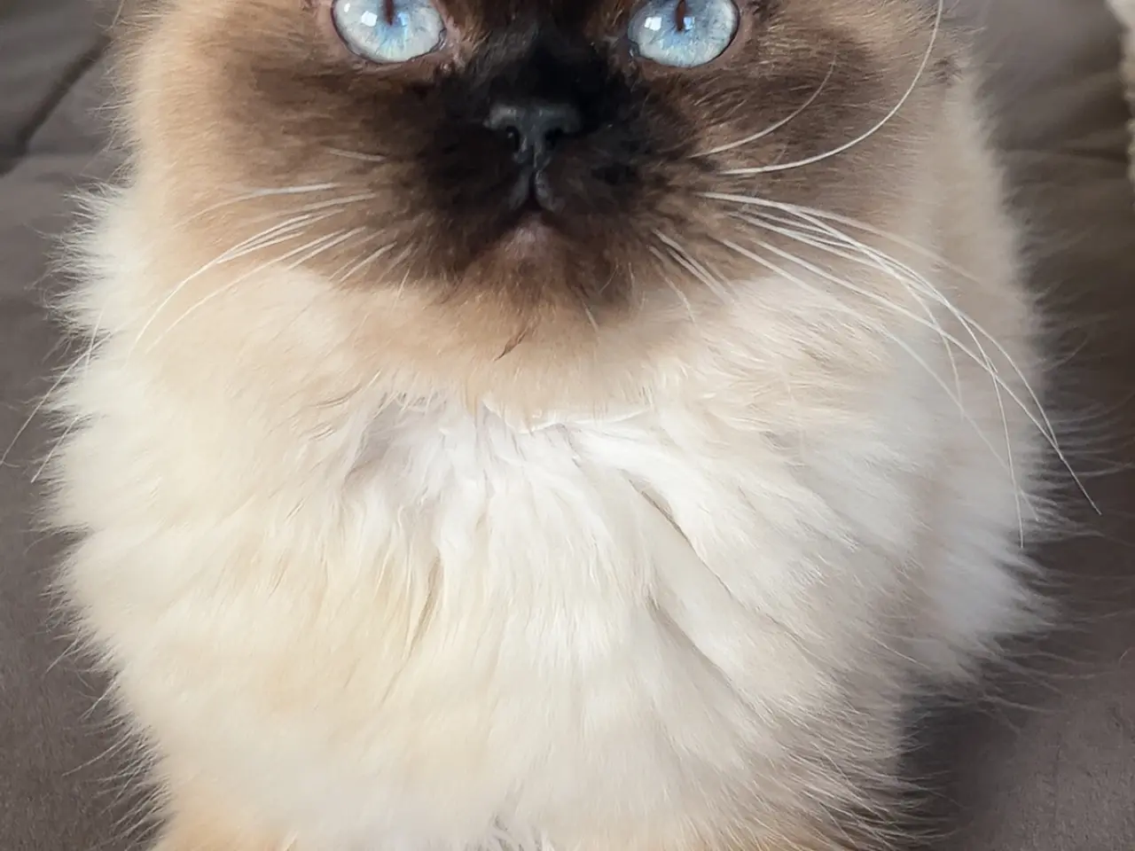 Billede 1 - Ragdoll uden stamtavle - Hunkat