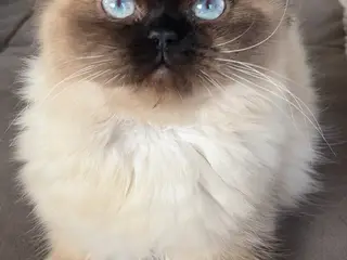 Ragdoll uden stamtavle - Hunkat