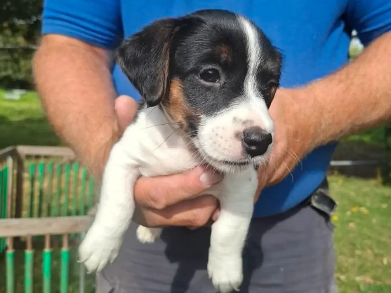 Billede 2 - Jack Russel drenge