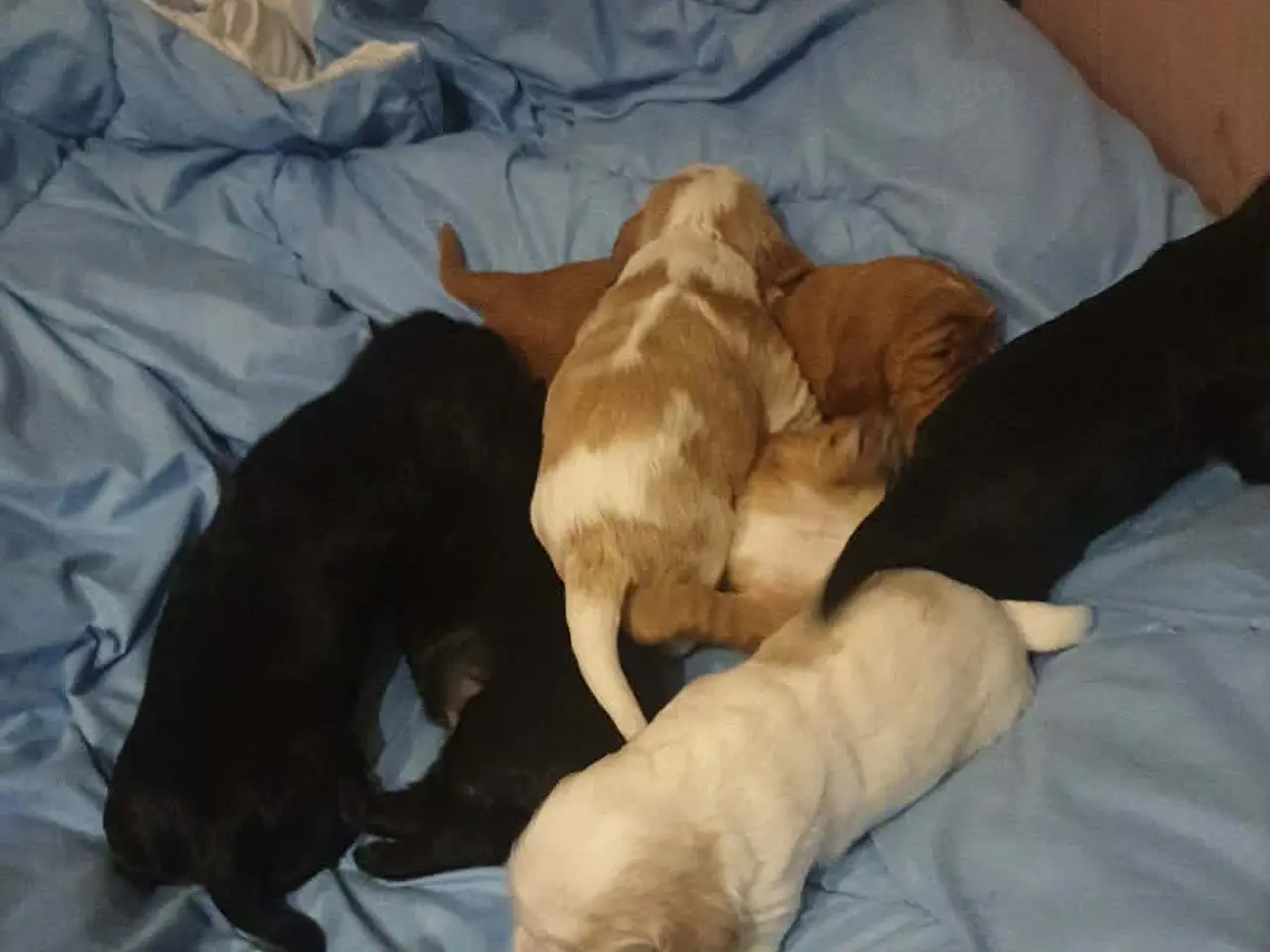 Billede 4 - Engelsk cocker spaniel