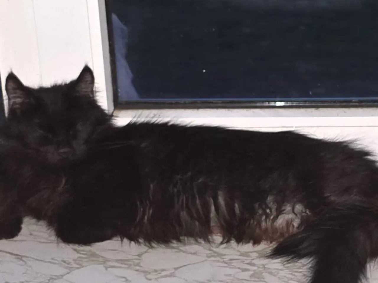 Billede 3 - Maine coon han og hun kat 