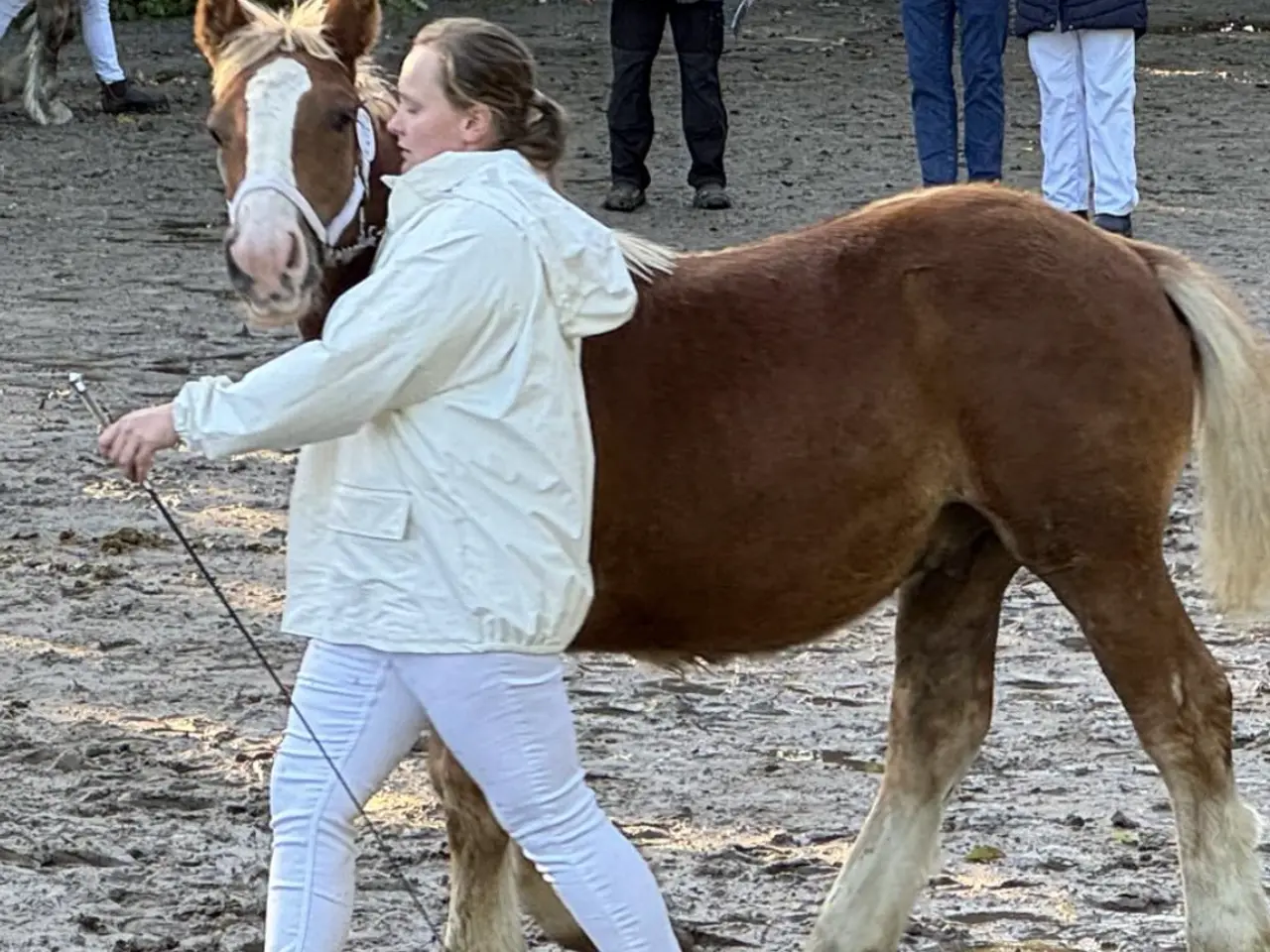 Billede 5 - 2 års jyde hingst 