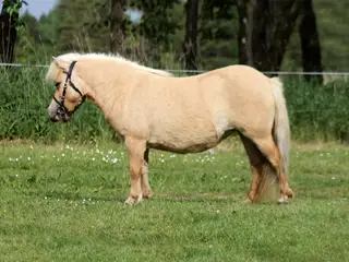 særdeles velgående dunalino shetlandspony hoppe