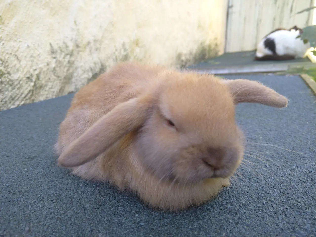 Billede 4 - 2 Mini Lop UK søstre