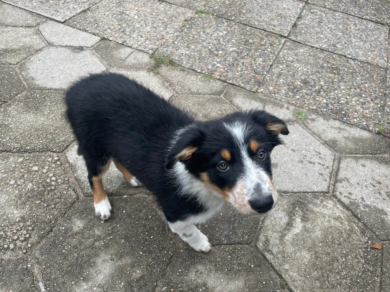 Billede 8 - Border Collie hvalpe 