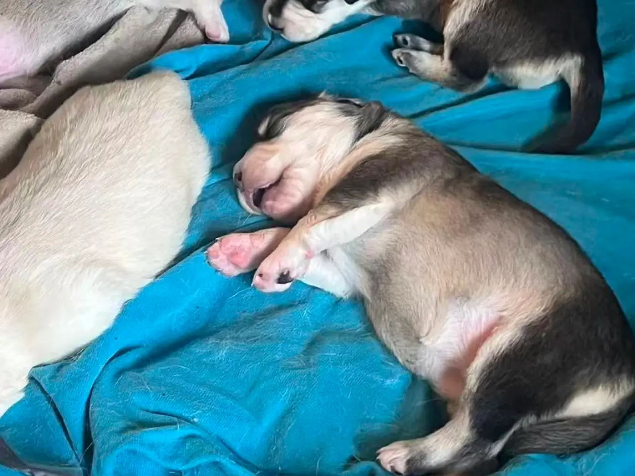 Billede 13 - Siberian Husky hvalpe søger hjem start september 