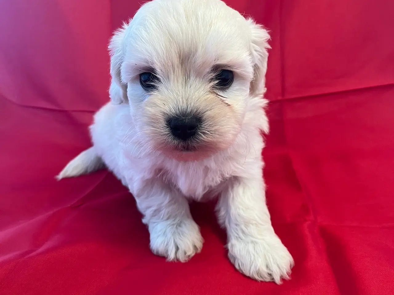 Billede 1 - Kun en han tilbage! Bichon havanais blanding