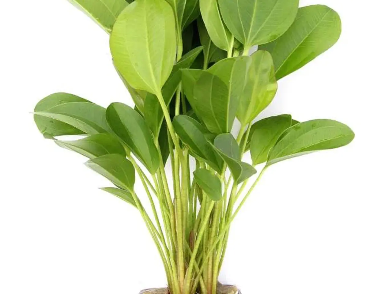 Billede 7 - Flotte akvarieplanter
