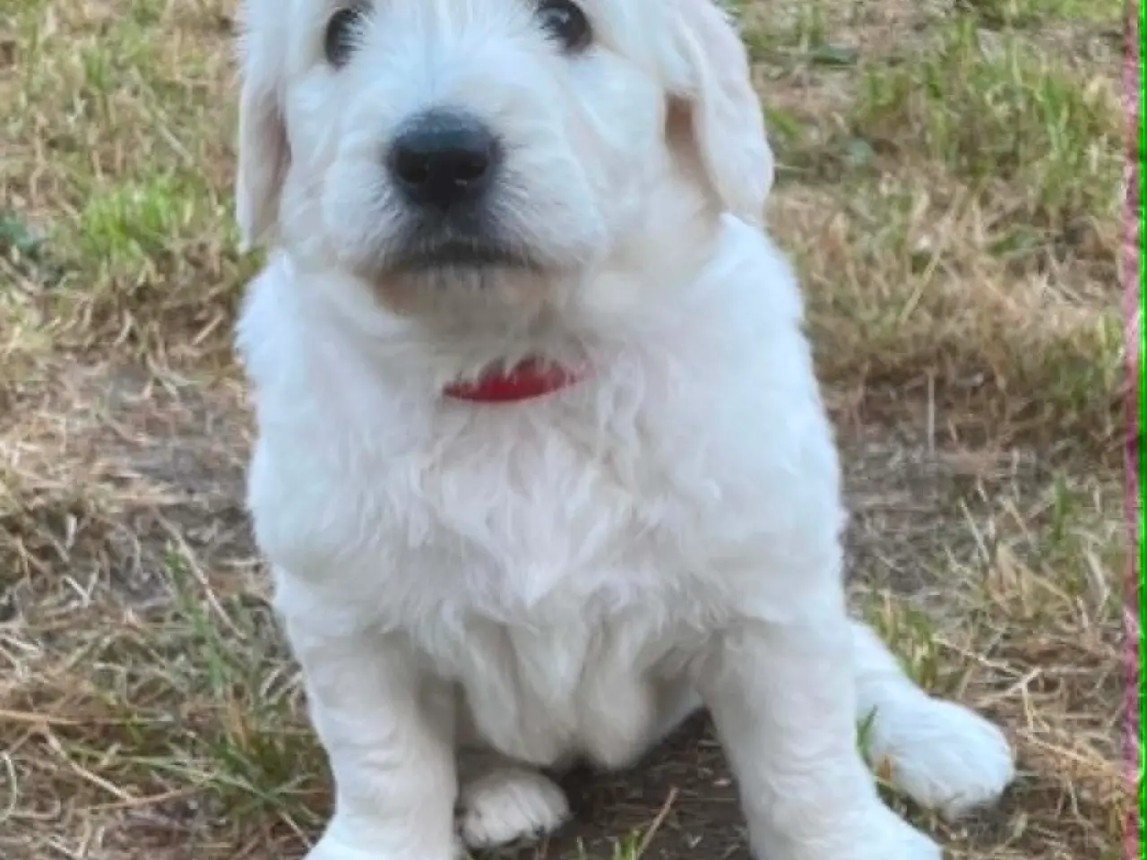 Billede 3 - Golden DOODLE hvalpe