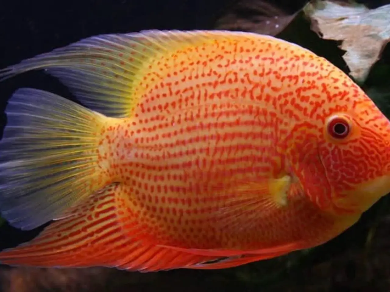 Billede 6 - Geophagus Pellegrini 3. Stk.