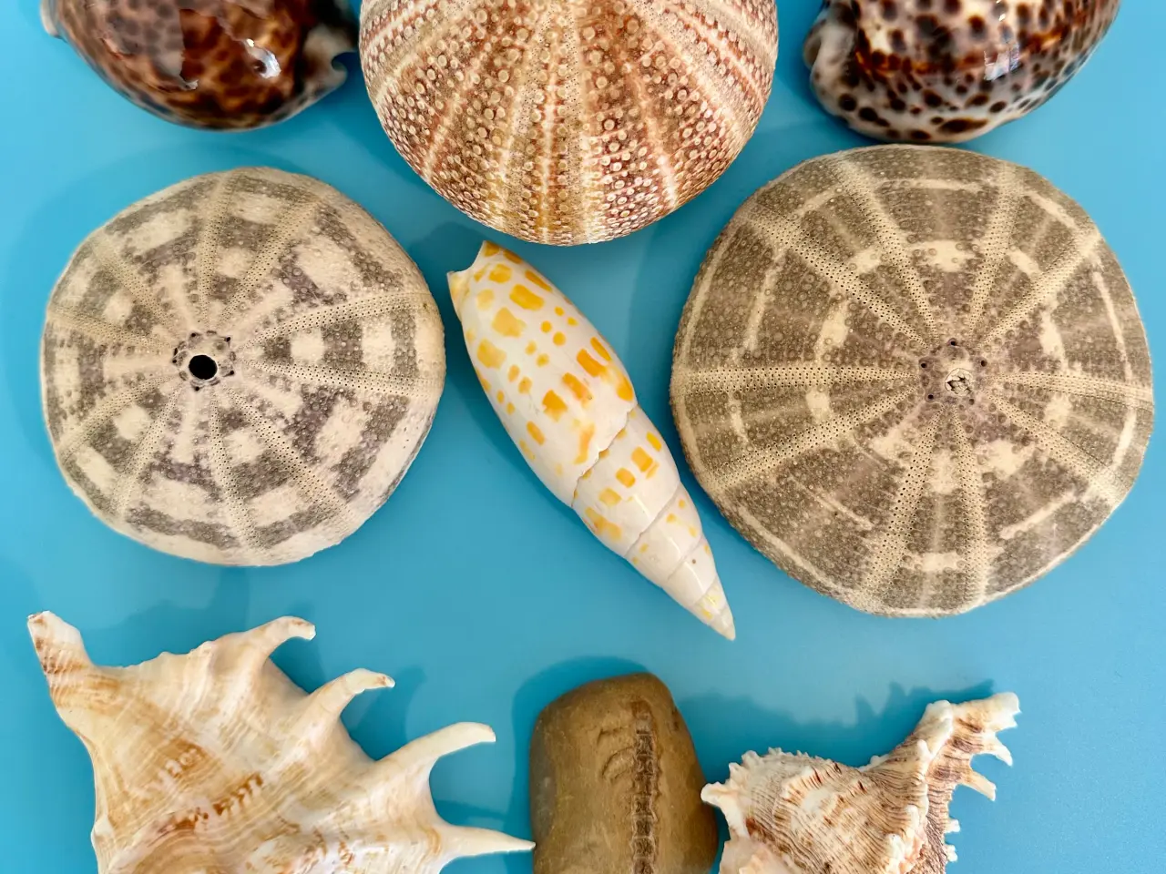 Billede 1 - Konkylier, søpindsvinskaller, fossil sælges