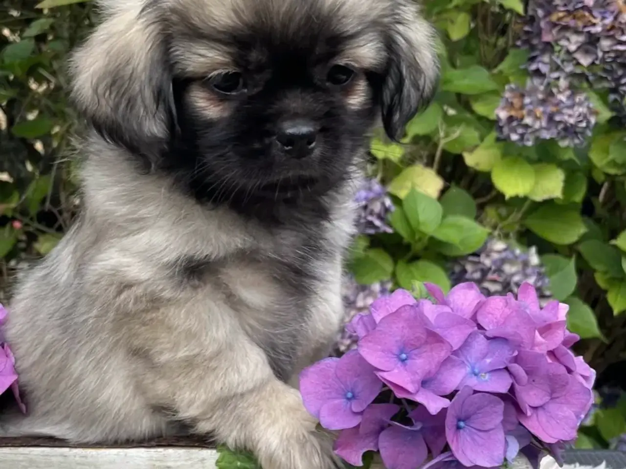Billede 6 - AKIRA - Tibetansk spaniel hvalp 