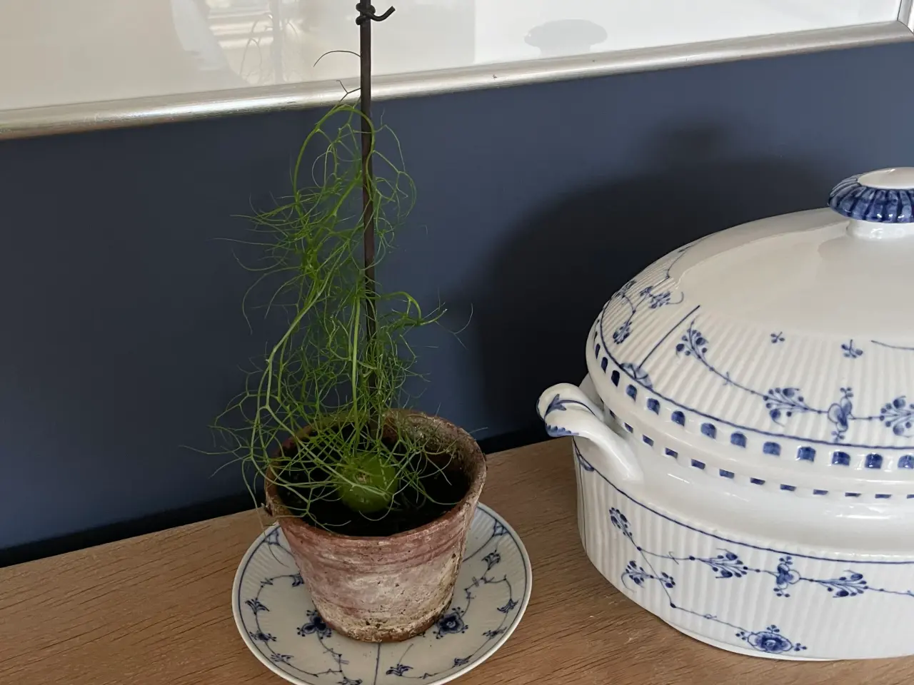Billede 1 - Boweia volublis, hvidkål med aspagus.