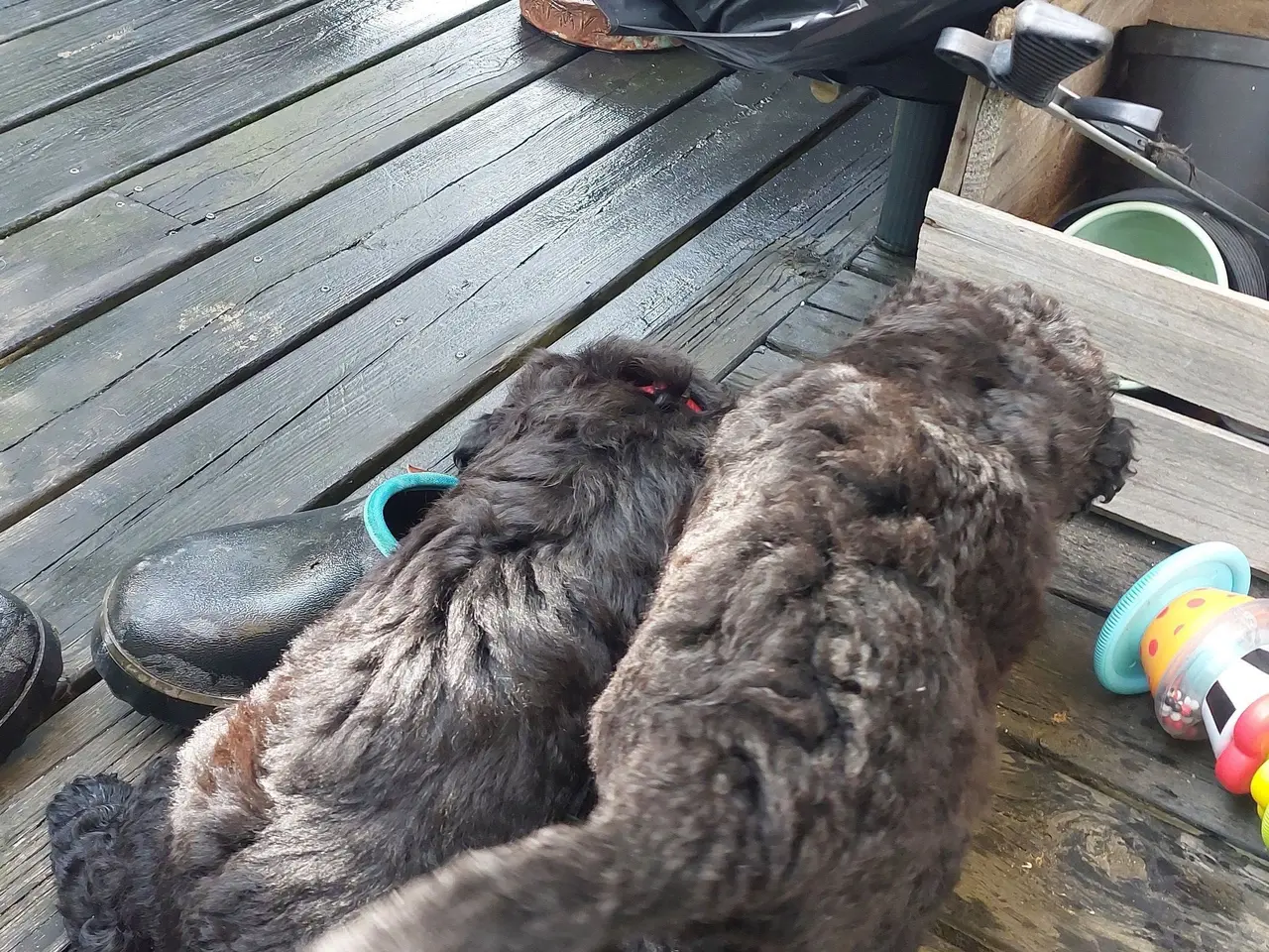 Billede 6 - Berner/Golden doodle.... ikke labradoodle