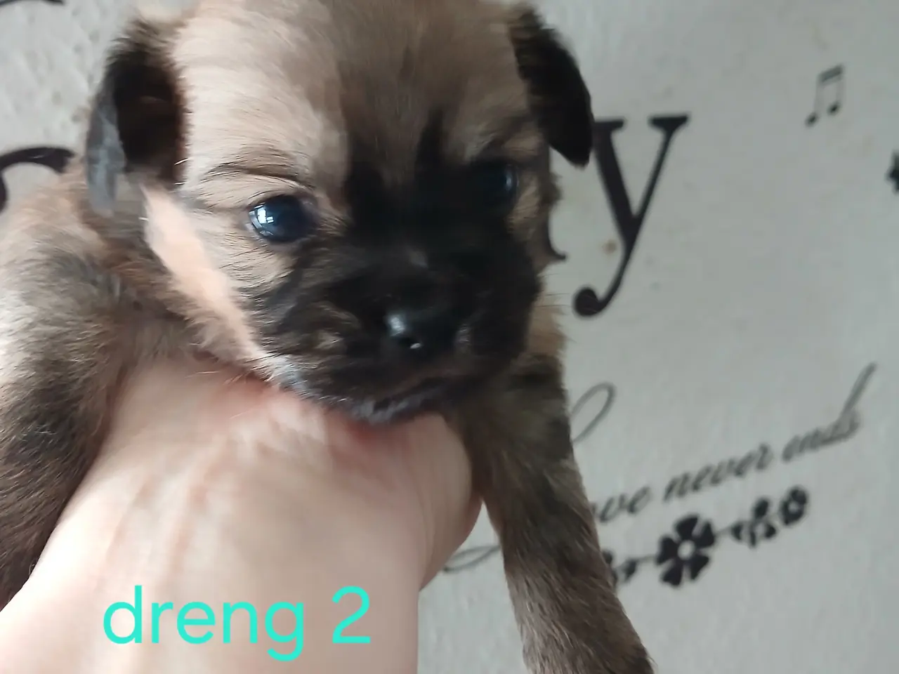Billede 6 - Skønne drenge sælges når de bliver 8 uger
