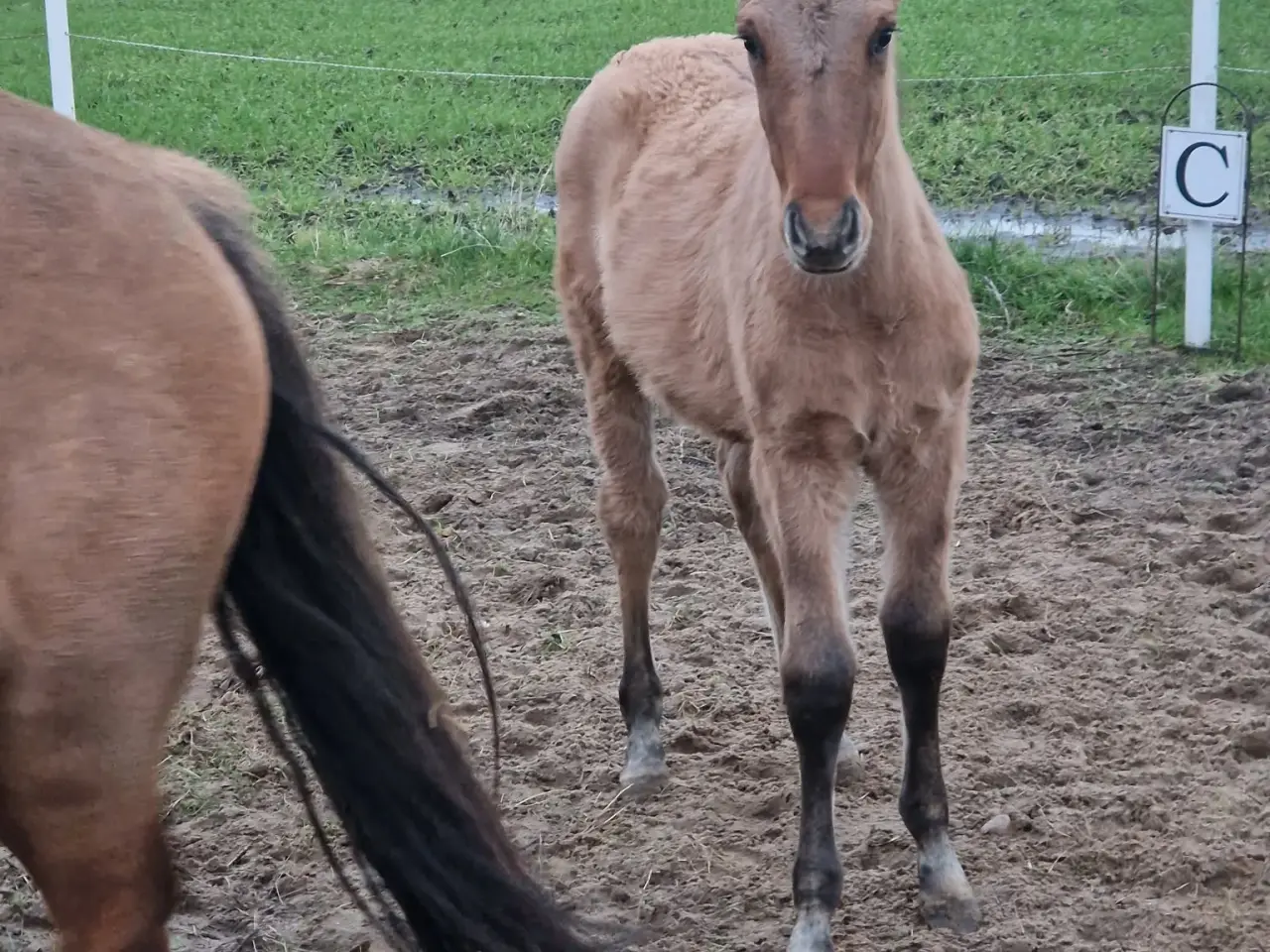 Billede 7 - Hoppe og hingsteplag sælges.