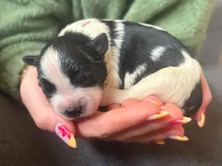 Schapendoes/samojede hvalpe🐶🐾