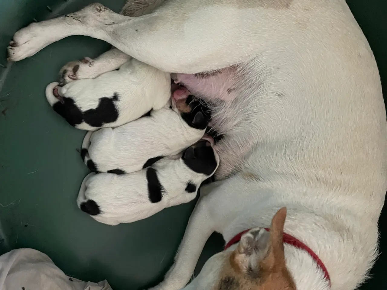 Billede 1 - Dansk-svenske gårdhundehvalpe