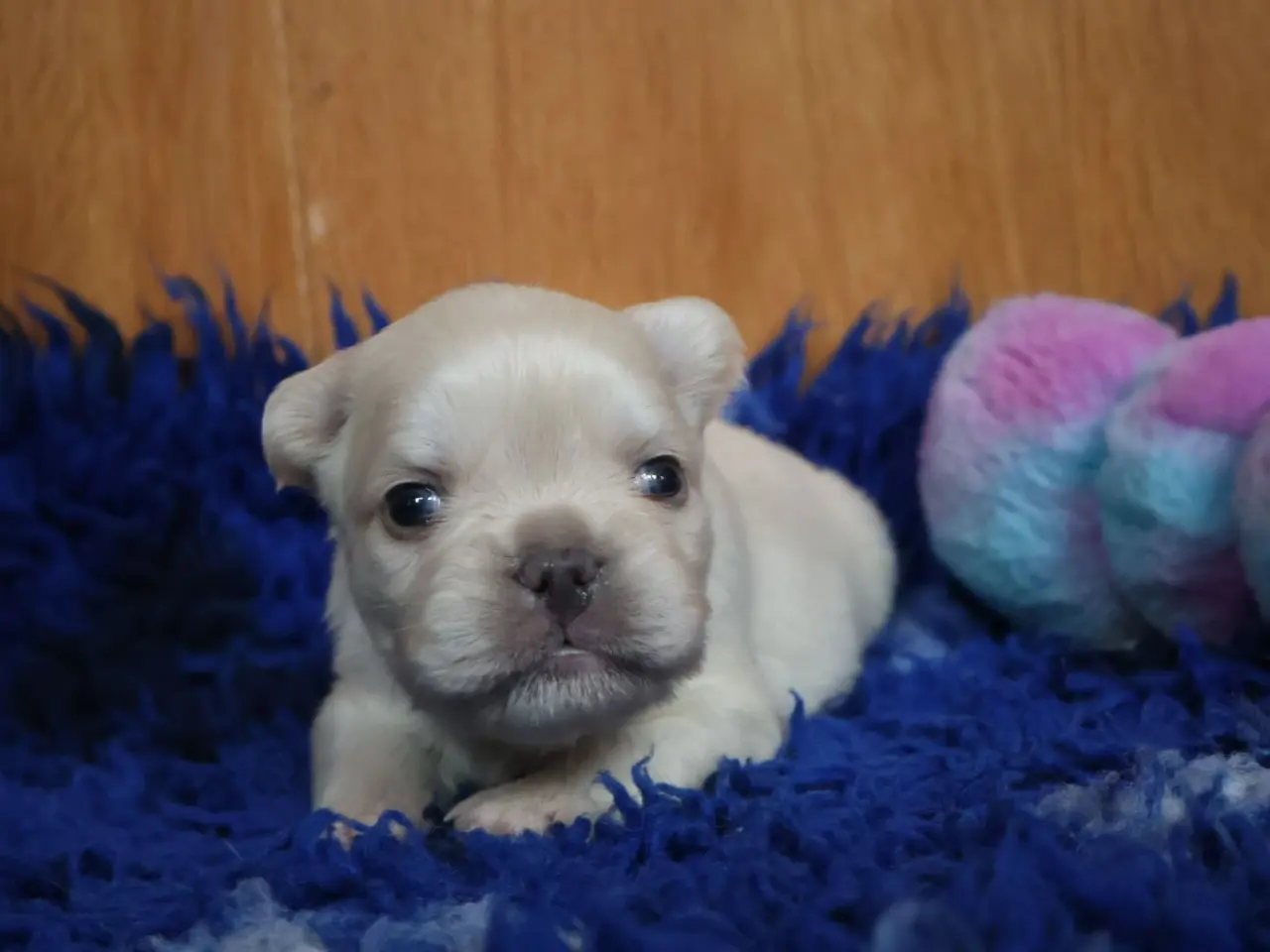 Billede 6 - Fransk bulldog