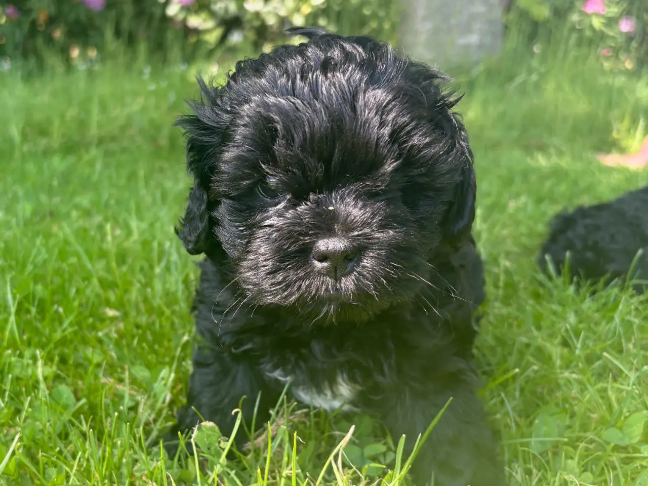 Billede 5 - 🐾 Shih-Poo hvalpe – 2 kærlige drenge klar til ny