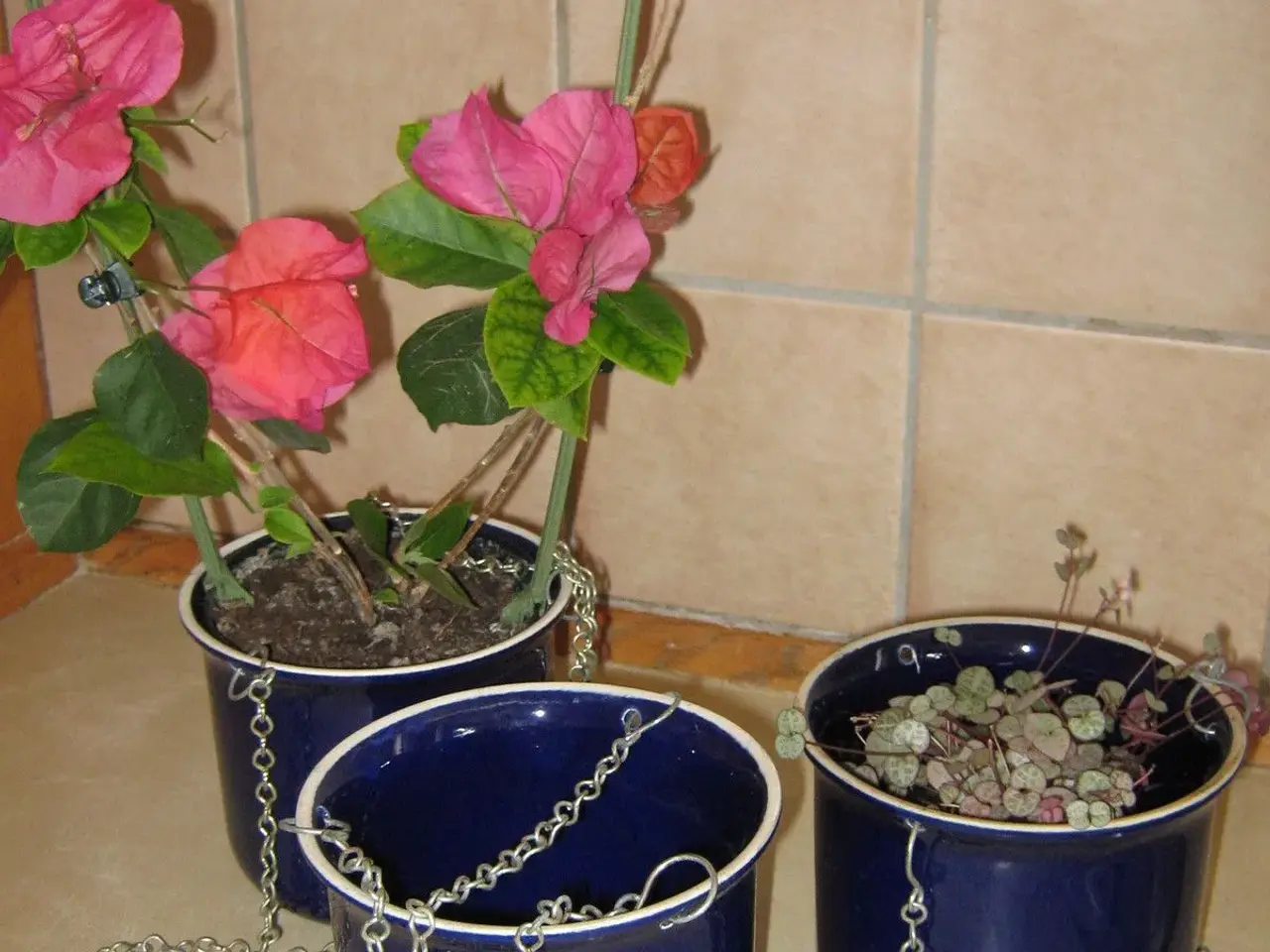 Billede 1 - Blomsterampler 3 stk.
