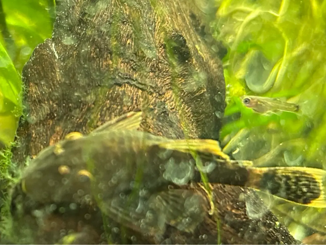 Billede 6 - 🐟 LDA16 Ancistrus maller – sunde og aktive