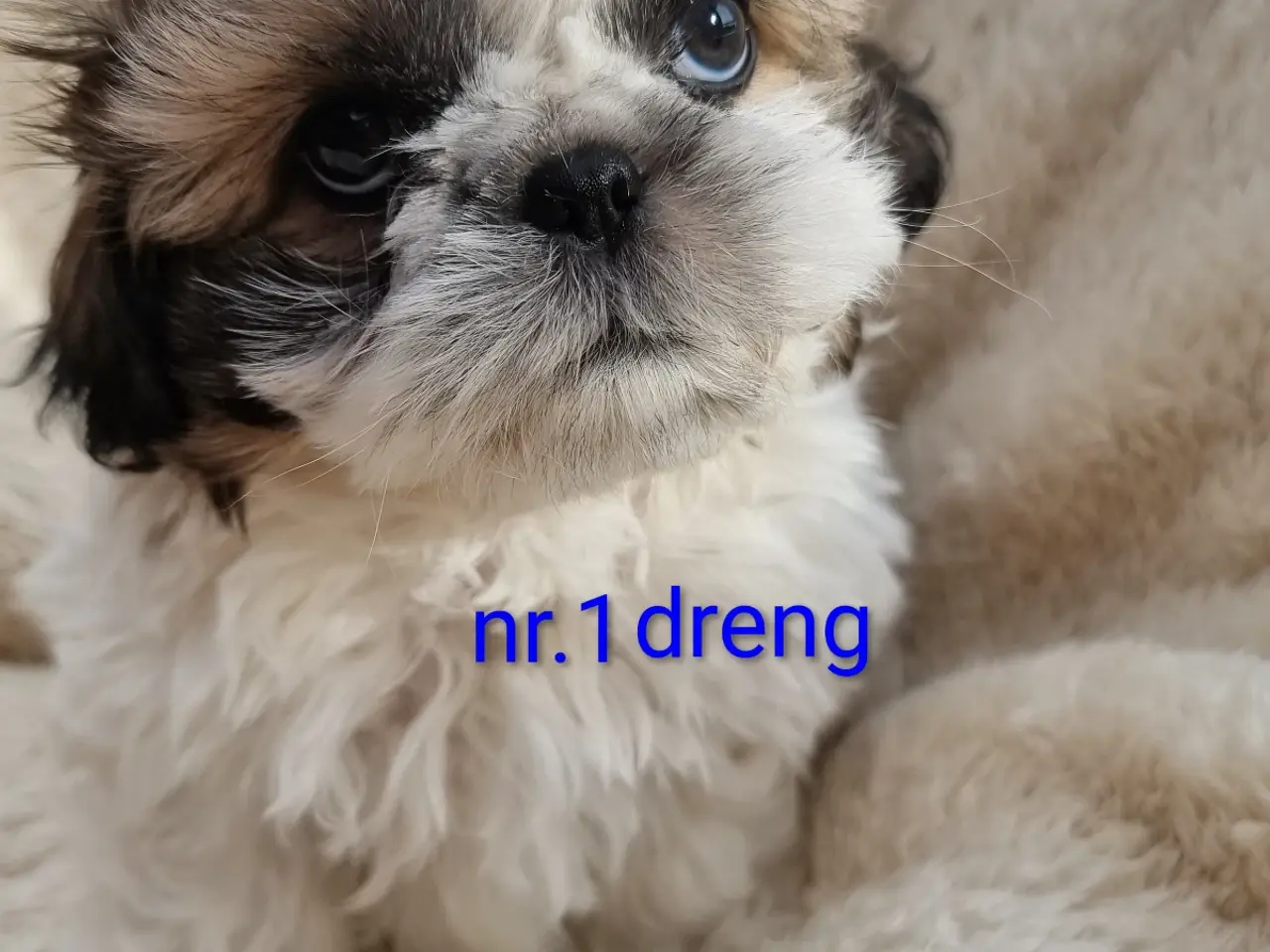 Billede 1 - Shih tzu hvalpe 
