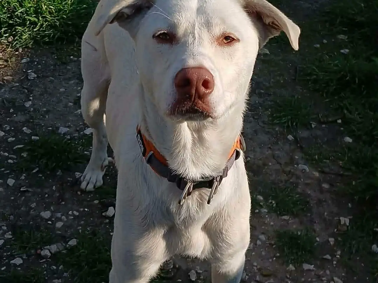 Billede 8 - Sødeste Snoopy søger sin egen familie<3
