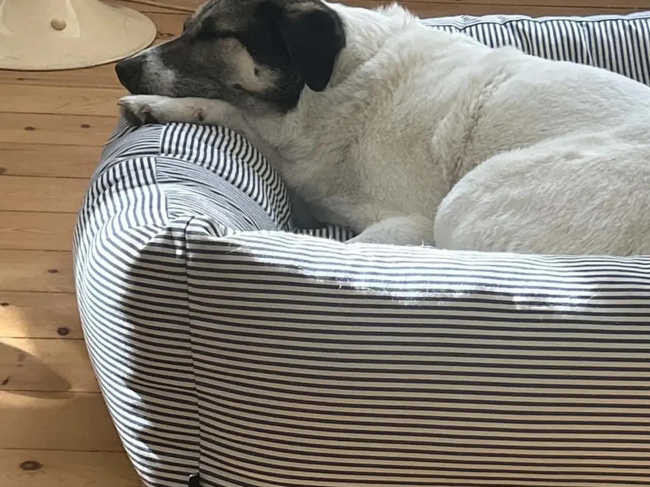 Billede 10 - Skønne Safi søger nyt hjem 🐶