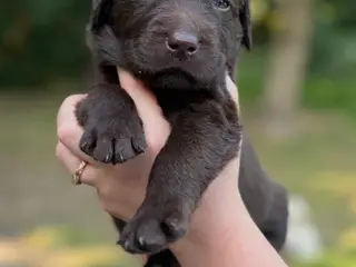 Helt fantastiske Labradoodle sælges - 2
