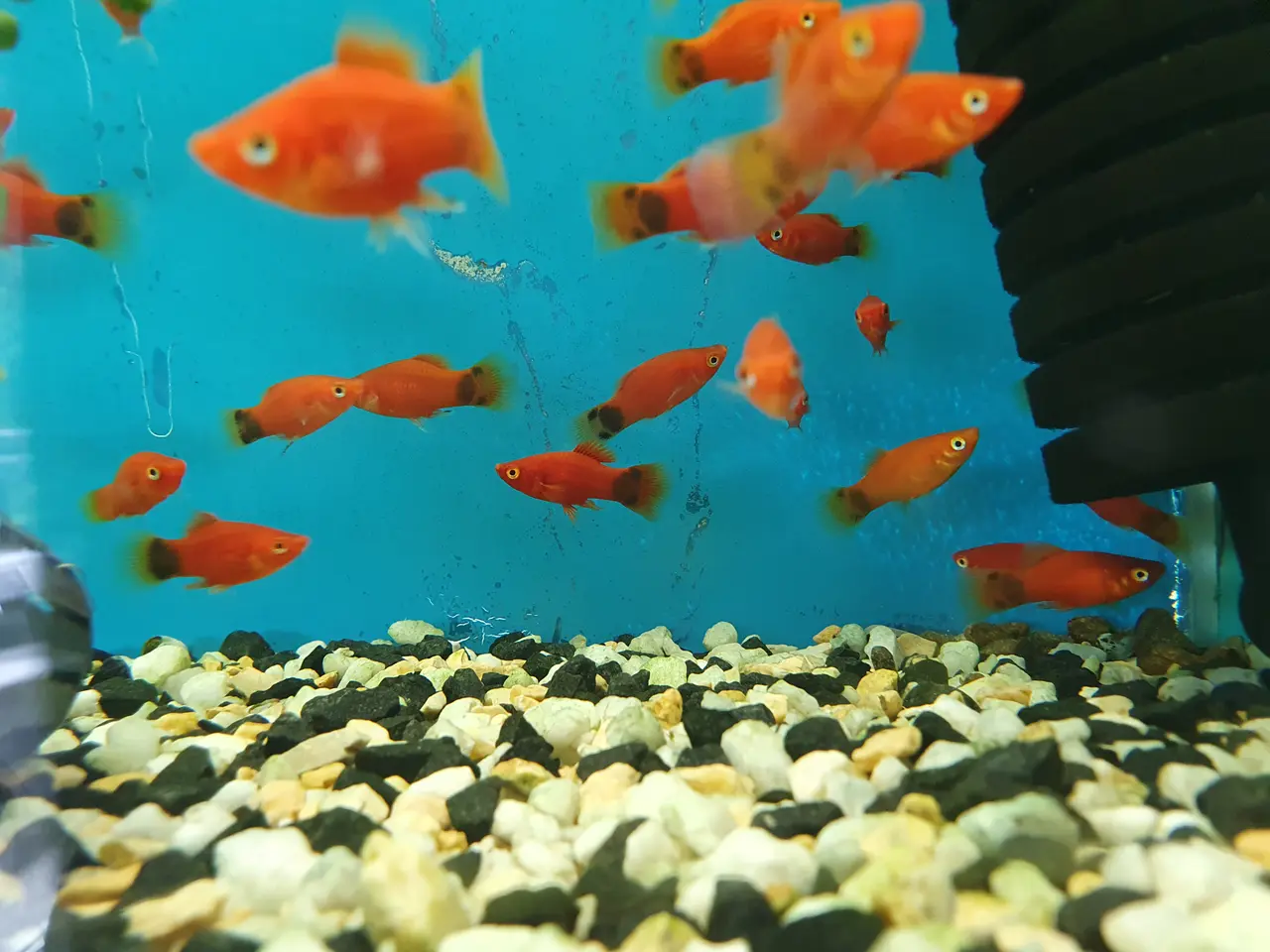 Billede 2 - ❤️🐟 RØD MICKEY MOUSE PLATY TIL SALG 🐟❤️