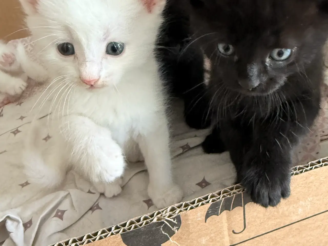 Billede 5 - Blandingskilinger ( 25% maincoon)