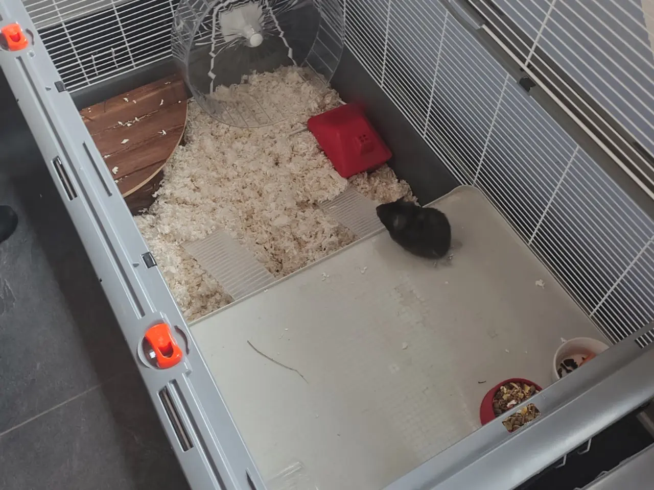 Billede 2 - 3 guld hamster sælges