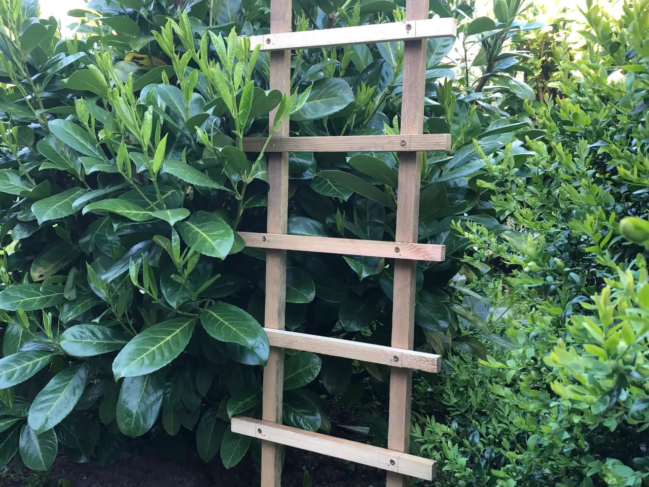 Billede 3 - Espalier