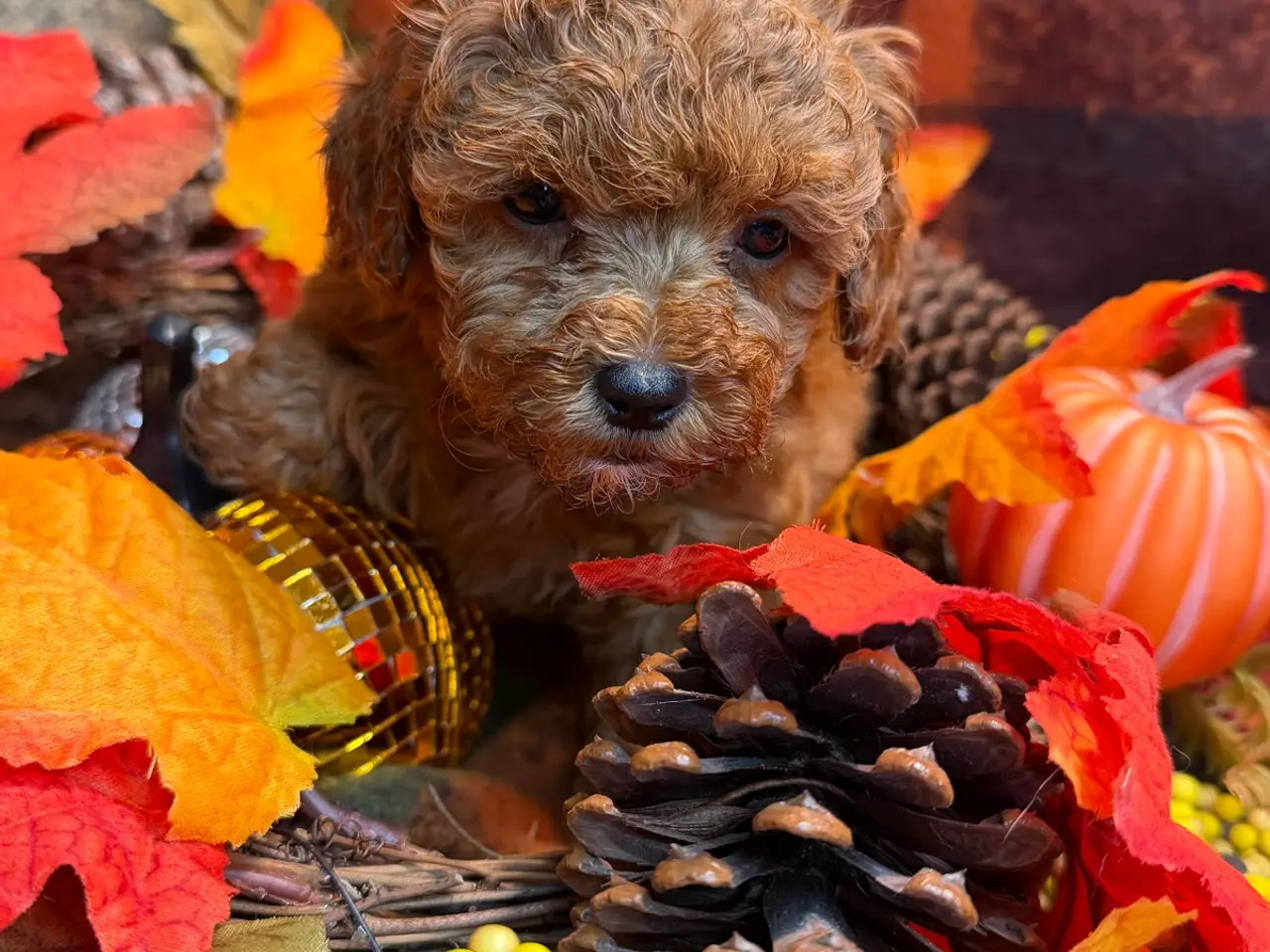 Billede 13 - Skønne mini Maltipoo hvalpe