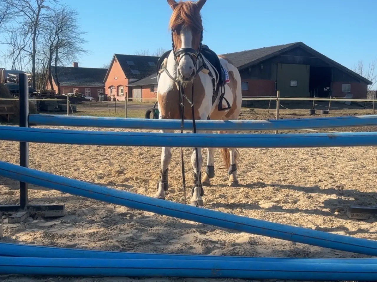 Billede 5 - Perfekt junior hest/ luksus kone hest ❤️ - Mor og