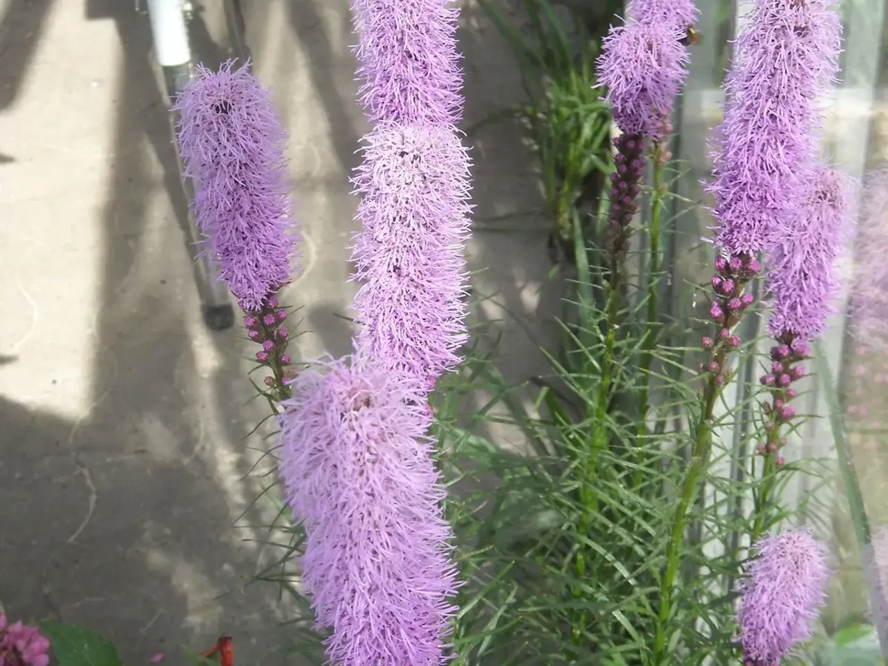 Billede 3 - Lilla stauder. Pragtskær. Liatris. 