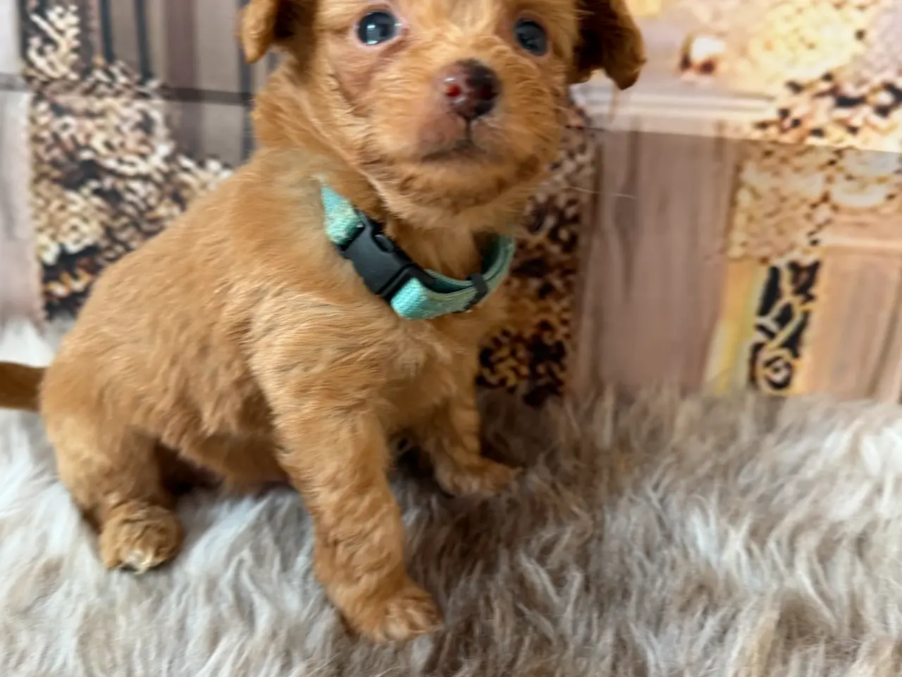 Billede 5 - Små skønne Pomapoo hvalpe ❤️🐾