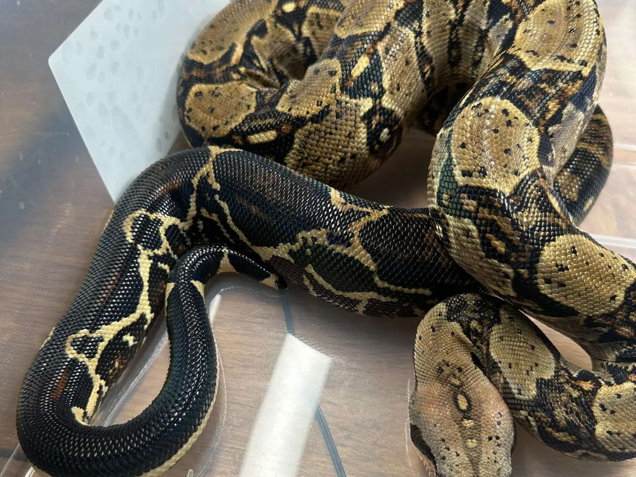 Billede 3 - Boa1.0wildtype100%het leopard100%het Albino kahl