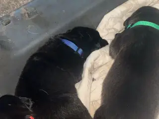 🐾❤️ 6 SKØNNE LABRADOR-BLANDINGSHVALPE SØGER DERES - 2