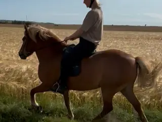 Cool tur hest