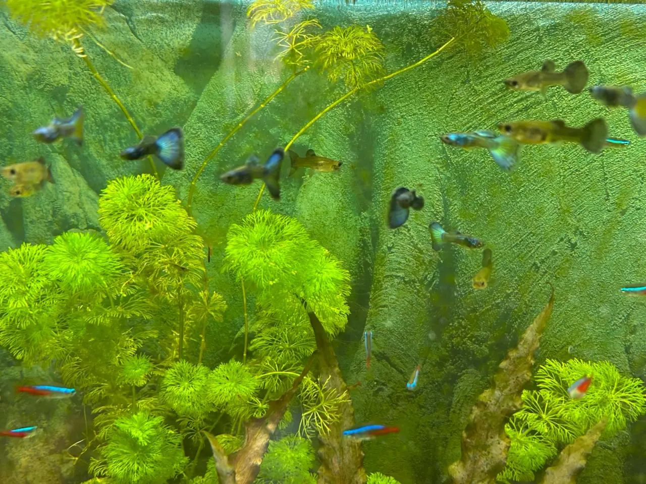 Billede 6 - 🐟🔵 Blue Moscow Guppy Par sælges - Viby J
