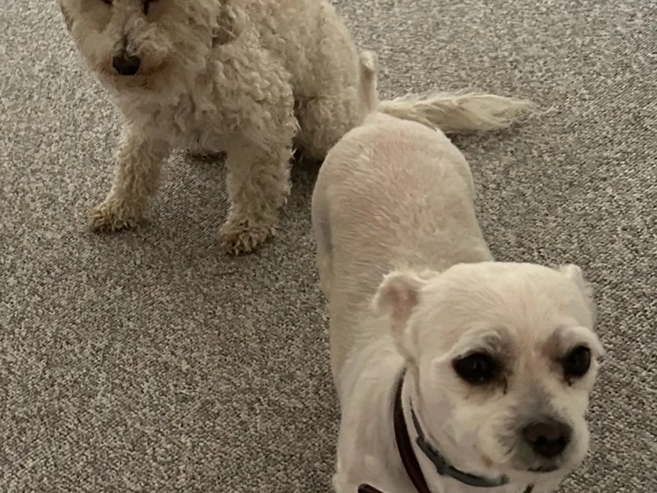 Billede 16 - Maltipoo hvalpe 