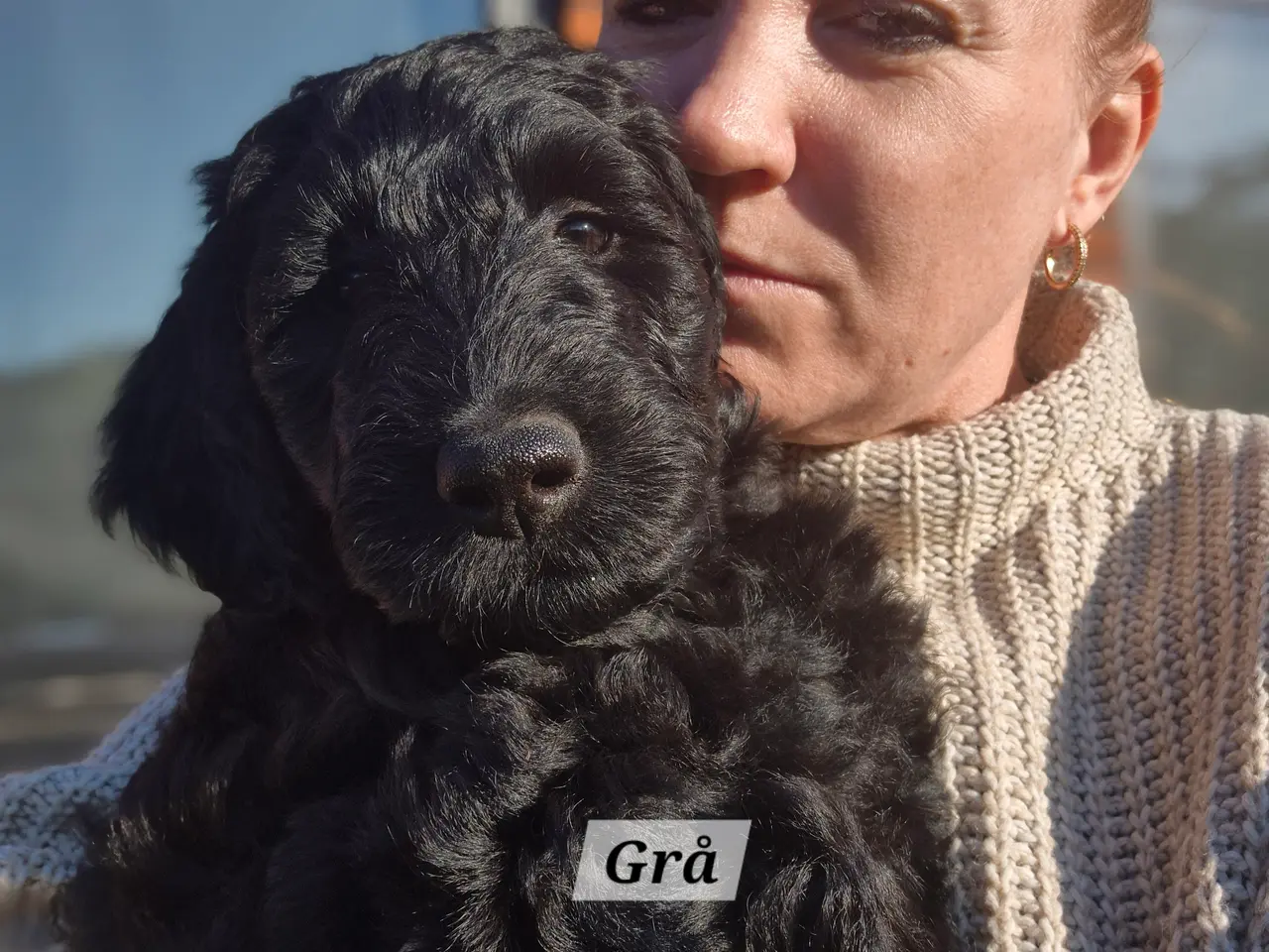 Billede 9 - F1B Labradoodle 